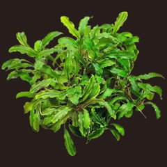 Bucephalandra “Green Wavy”