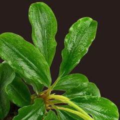 Bucephalandra “Green Wavy”