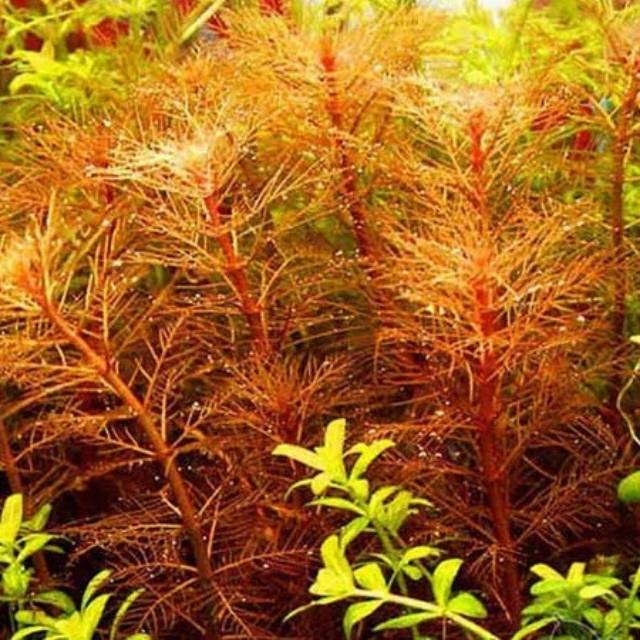 Myriophyllum mattogrossense Red - Black pot