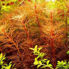 Myriophyllum mattogrossense Red - Black pot