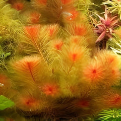 Myriophyllum mattogrossense Red - Black pot