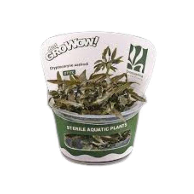 Cryptocoryne axelrodi - Growow TC Plant