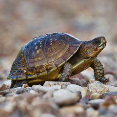 Reptile Garden API Turtle & Tortoise Calcium 30ml