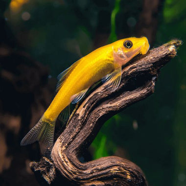 Golden Algae Eater