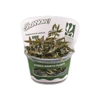 Cryptocoryne axelrodi - Growow TC Plant