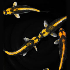Kabuto Koi Carp