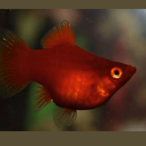 Balloon Red Platy Fish 3cm