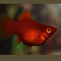 Balloon Red Platy Fish 3cm