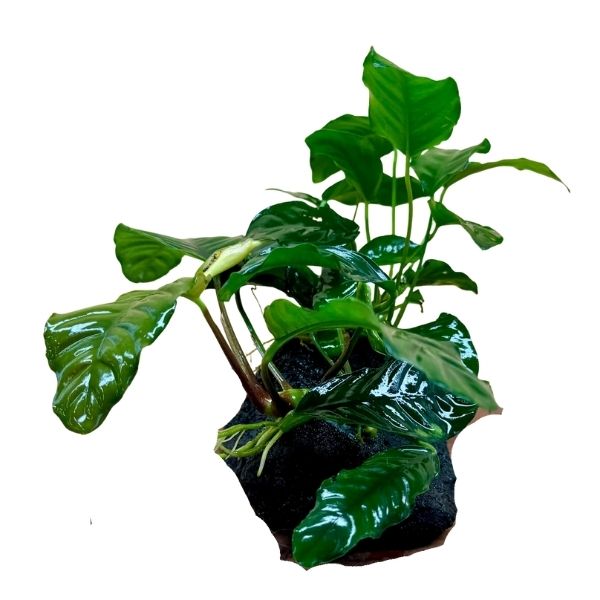 ANUBIAS COFFEEFOLIA ON ROCK