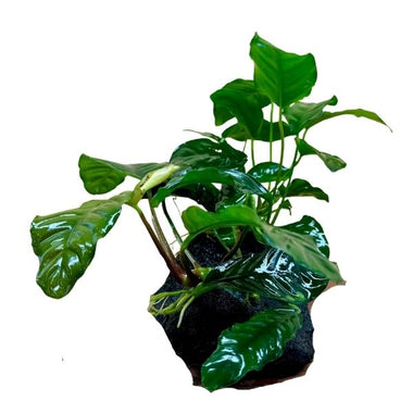 ANUBIAS COFFEEFOLIA ON ROCK