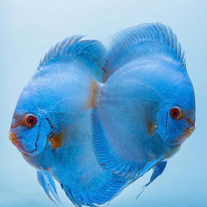 Blue Diamond Discus