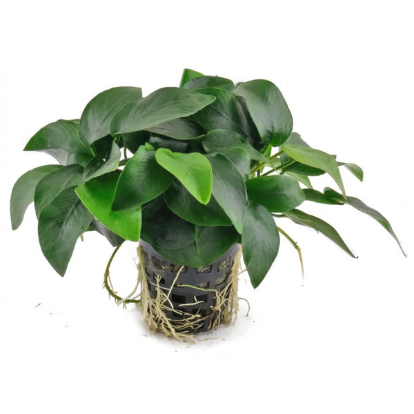 Anubias
