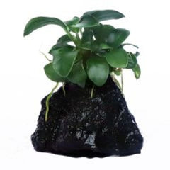 ANUBIAS GRACILIS ON ROCK