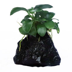 ANUBIAS NANA ON ROCK