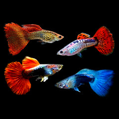 Assorted Mix Male Guppy Fish 3cm