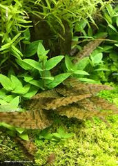 Cryptocoryne axelrodi - Growow TC Plant
