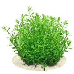 Bacopa monnieri 'Green' -  Growow Tc Plant