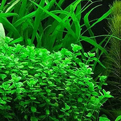 Bacopa monnieri 'Green' -  Growow Tc Plant