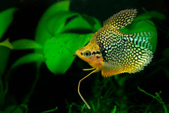Balloon Pearl Gourami
