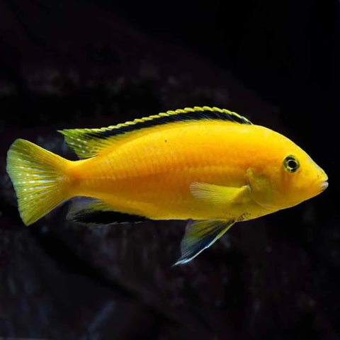 Banana Cichlid