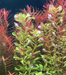 Rotala bangladesh - Growow Tc Plant