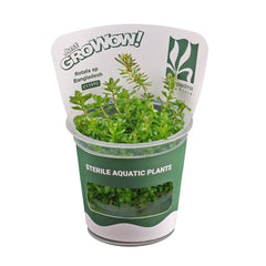 Rotala bangladesh - Growow Tc Plant