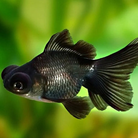 Black Moor Goldfish 10cm