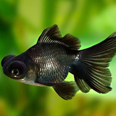 Black Moor Goldfish 10cm