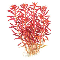 Rotala blood red