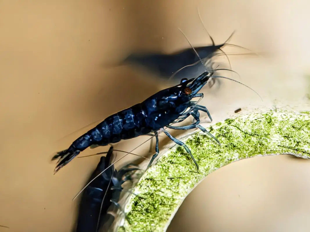 Dream black shrimp