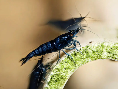 Dream black shrimp