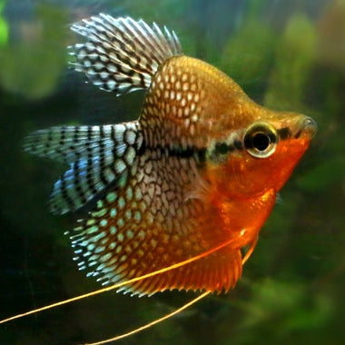Balloon Pearl Gourami