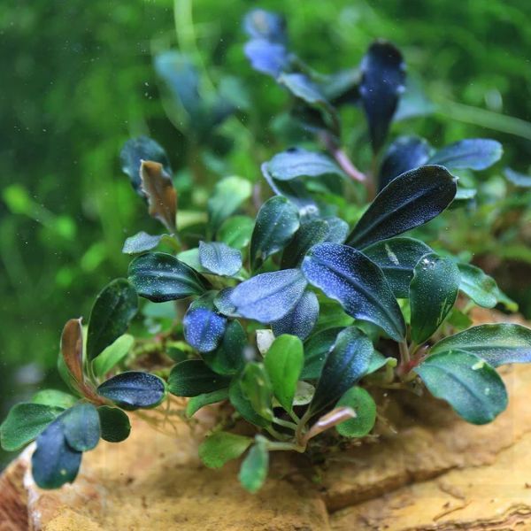 Bucephalandra 'Phantom'