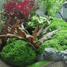 Cryptocoryne brown- Growow Tc Plant