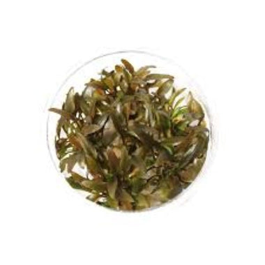 Cryptocoryne brown- Growow Tc Plant