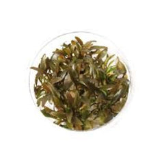 Cryptocoryne brown- Growow Tc Plant