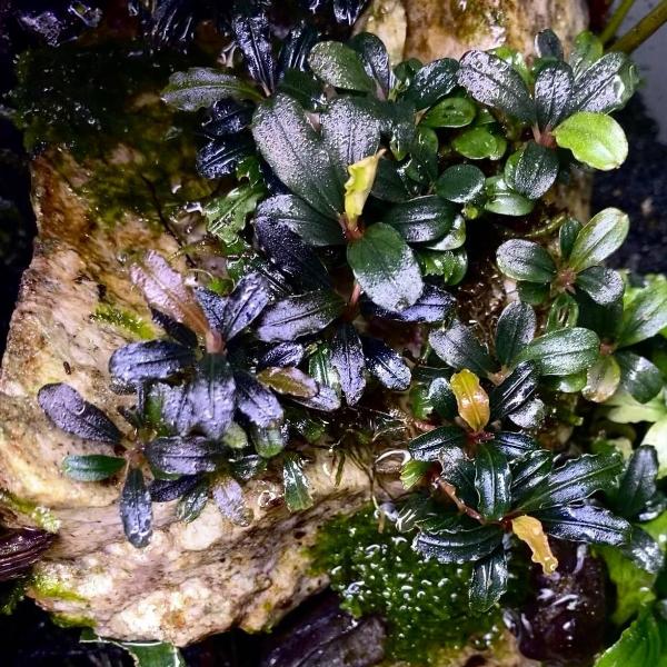 Bucephalandra brownie mini phantom
