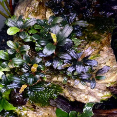 Bucephalandra brownie mini phantom
