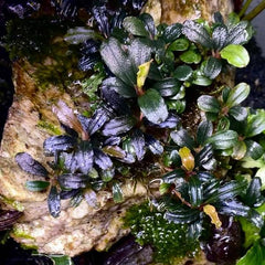 Bucephalandra brownie mini phantom