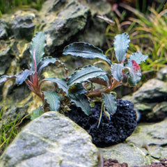 Bucephalandra Godzilla