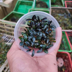 Bucephalandra brownie mini phantom
