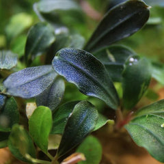 Bucephalandra 'Phantom'