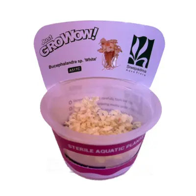 Bucephalandra sp. 'White' - Growow Tc plant