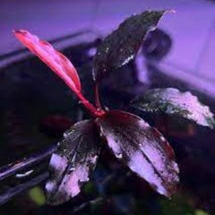 Bucephalandra 'Venti'