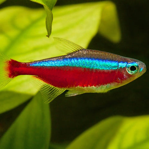 Vietnam XXL Cardinal Tetra