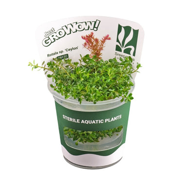 Rotala ceylon - Growow Tc Plant