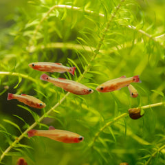 Golden Cloud Mountain Minnow
