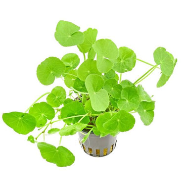 Hydrocotyle vulgaris - Coin plant