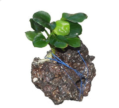 ANUBIAS COIN LEAF ON ROCK