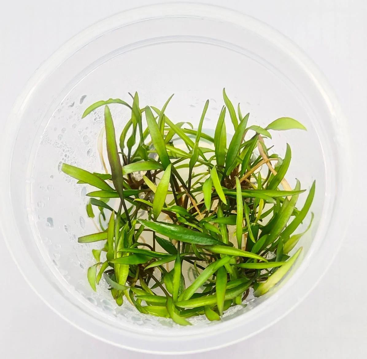 Cryptocoryne green- Growow Tc Plant